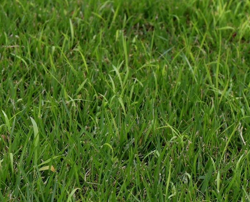 芝生に生えた雑草は自分が種を撒いていたものとは 樹下のひととき