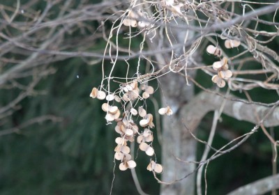 山芋の実