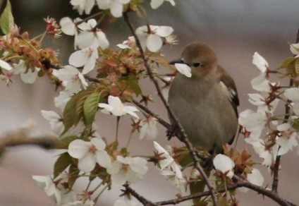 花をついばむ２