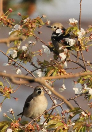 山桜につがいａ