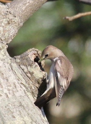 ウロの別穴を除くコムクドリ