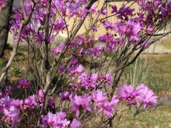 つつじ