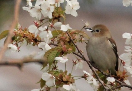 花をついばむ