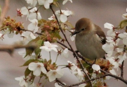 花と鳥