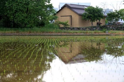 田んぼ