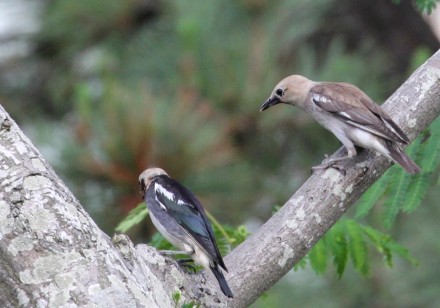 集まる若鳥たち