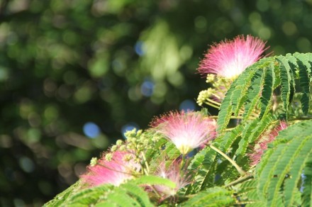 合歓の花