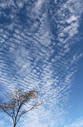 合歓と雲