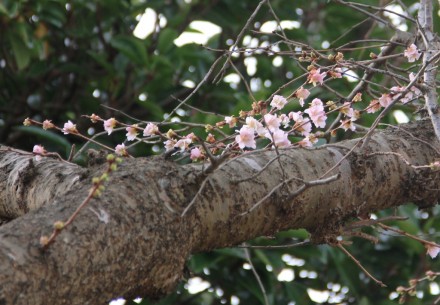 四季桜