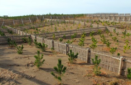 ６直海浜の植栽