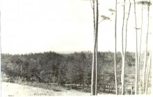 １昭和３０年代広い松林