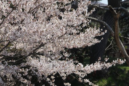 満開の桜