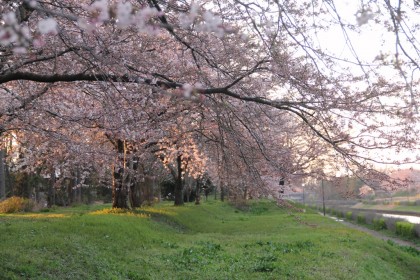 犀潟新堀川の桜