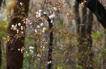 近隣の山桜