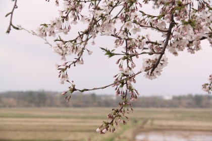 樹下美術館の桜