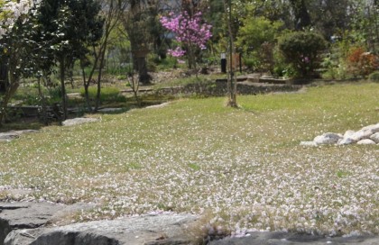 樹下美術館の桜の落花