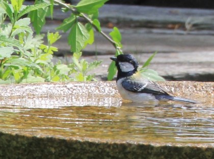 シジュウカラ