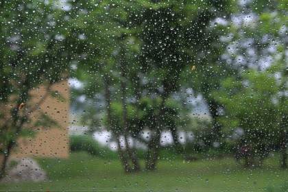 雨の庭