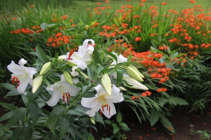 カサブランカと行水の花