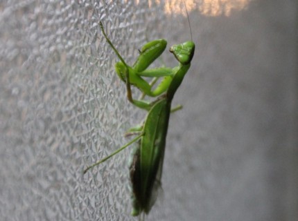 ガラス戸のカマキリ