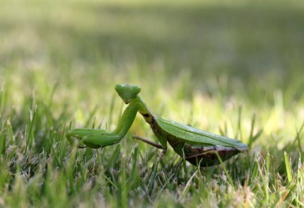 緑のカマキリ