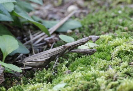 茶色のカマキリ