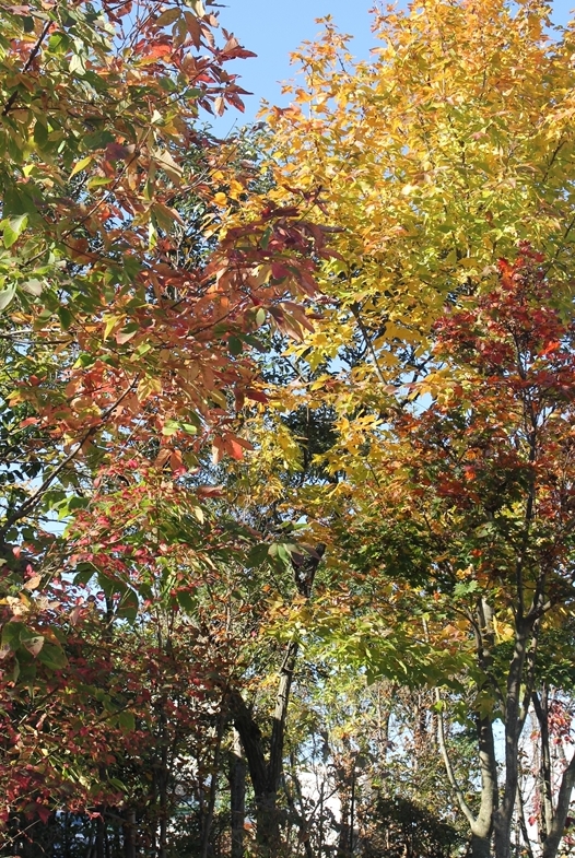 紅葉のイタヤカエデとメグスリノキ 樹下のひととき