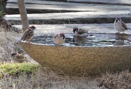 水盤の雀