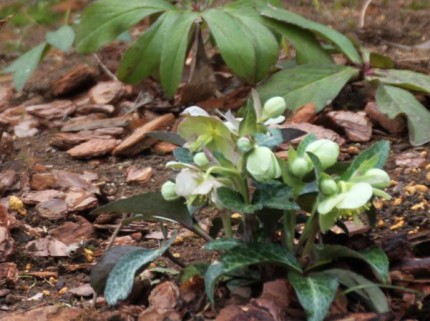 今年の花