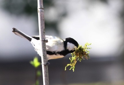 苔を加えるシジュウカラ