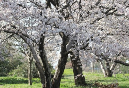 新堀川堤の桜