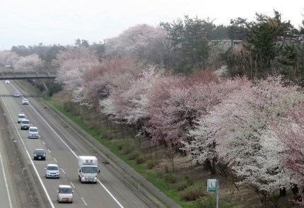 柿崎区の高速道路脇の桜