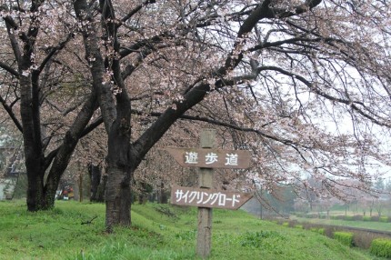 本日の桜