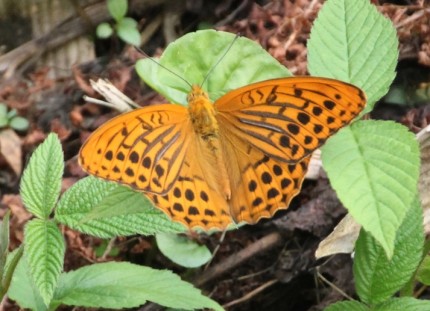 ヒョウモンチョウ