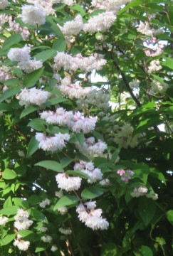 八重の卯の花