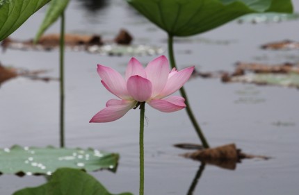 朝日池の蓮