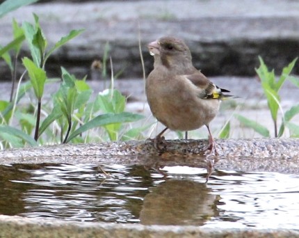 １５０５０２水盤のカワラヒワ