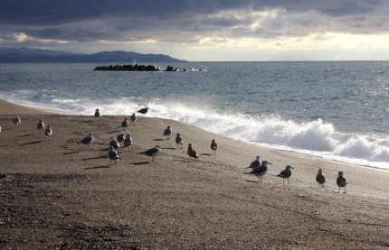 柿崎海岸のカモメ