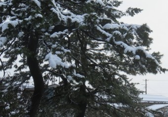 0115の雪