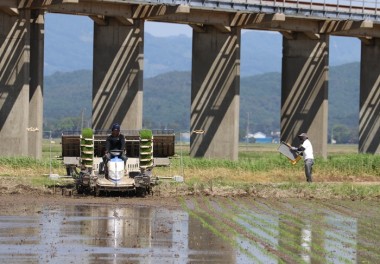 本日の田植え