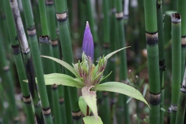 リンドウの花