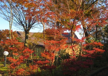 171117樹下美術館の紅葉