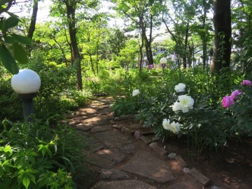 180525芍薬の庭