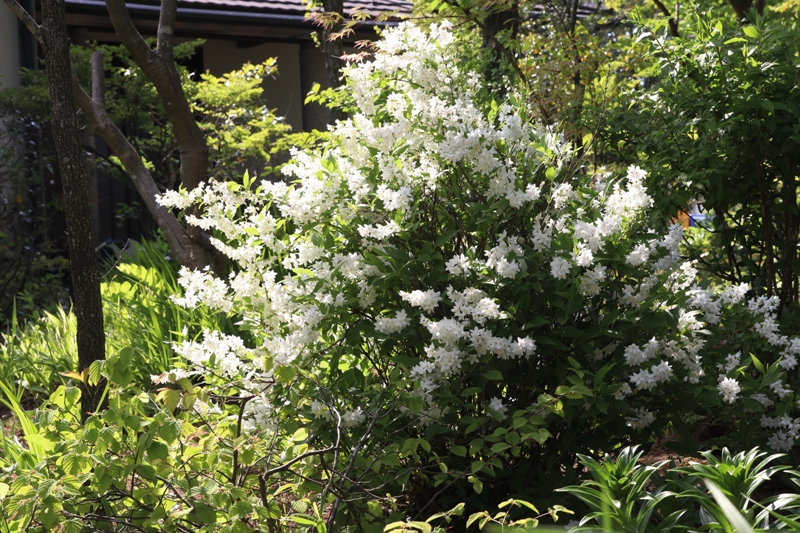 夏に向かって白い花が咲いている ほくほく線の夕暮れ電車 樹下のひととき