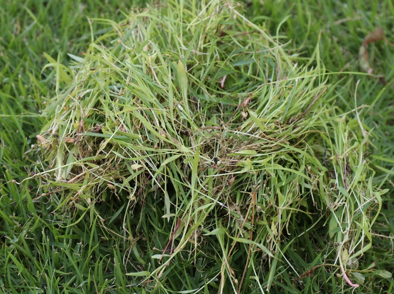 芝生に生えた雑草は自分が種を撒いていたものとは 樹下のひととき