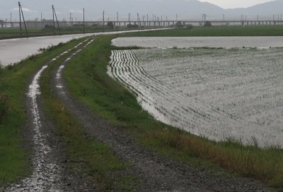 潟川と水田