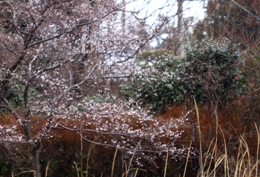 寒桜か