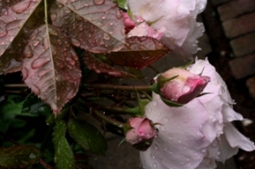 薔薇