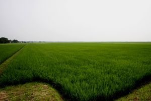 大潟区の水田