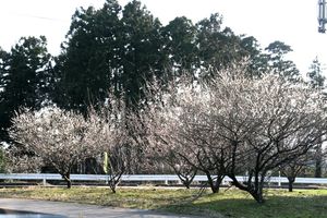 頸城野に梅